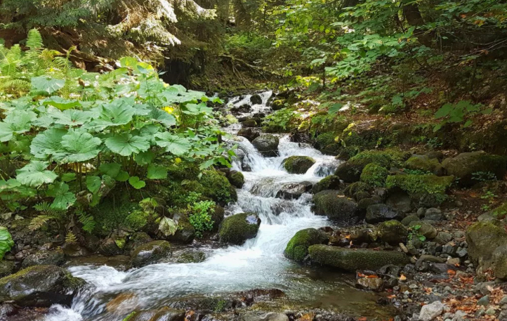 Золотой ручей