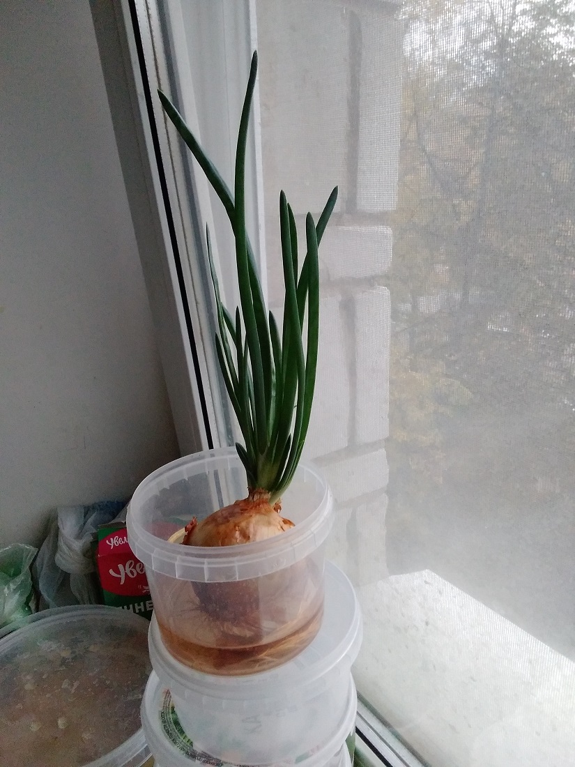 Растёт зелёный лук на подоконнике...