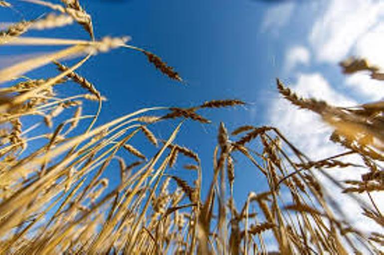 Притча о зёрнах