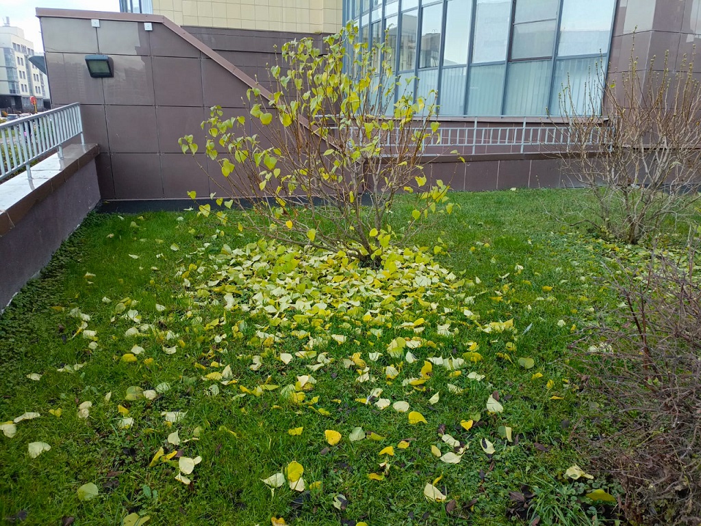 Не пожелтев ещё, опали листья...