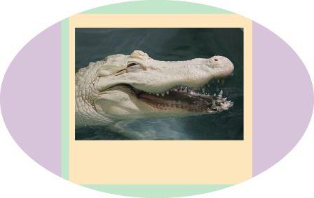 Не про крокодилов