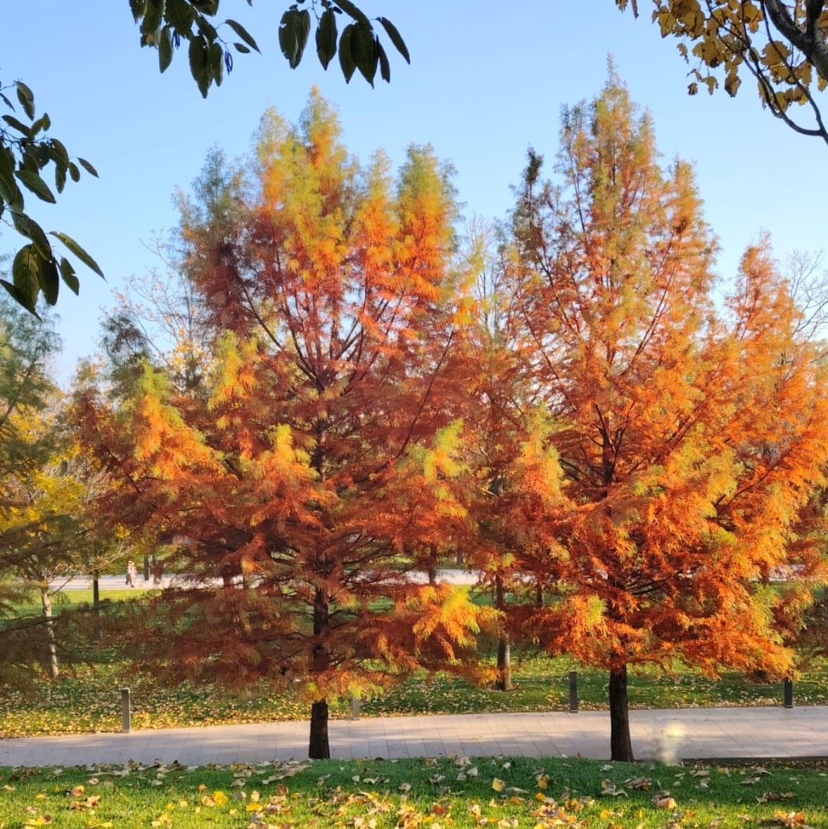 Невесомой поступью