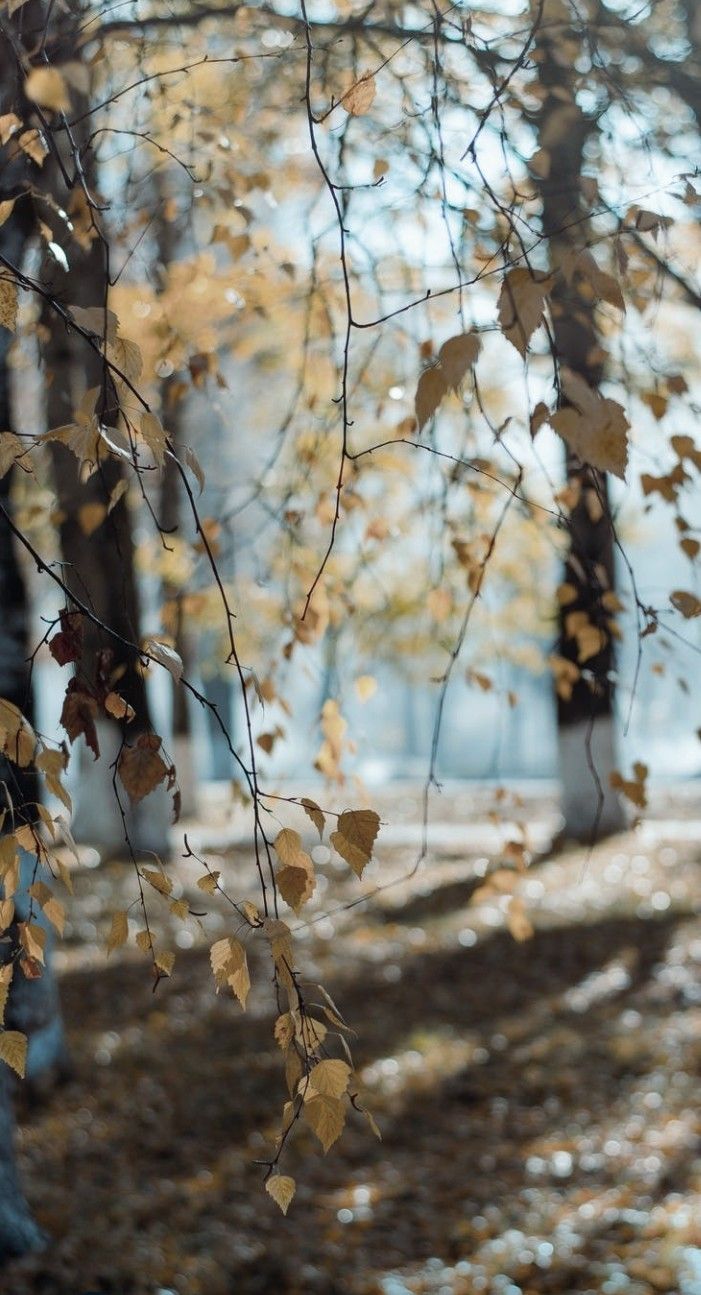 Ушло за горизонт берёзовое лето...