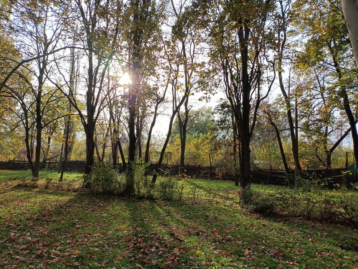 В любимый парк пришёл ноябрь