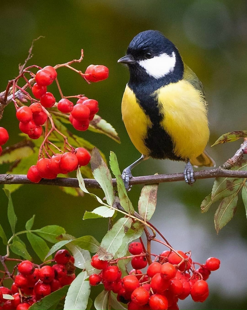 День красной рябины и прилетевших синиц