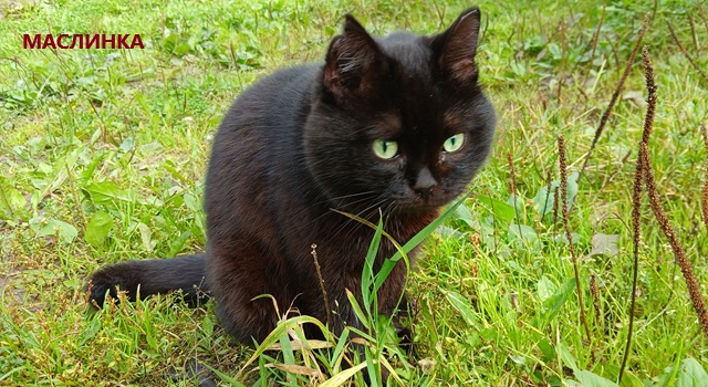 Маслинка. Какая?! Проучили