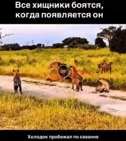 Ржач над собой