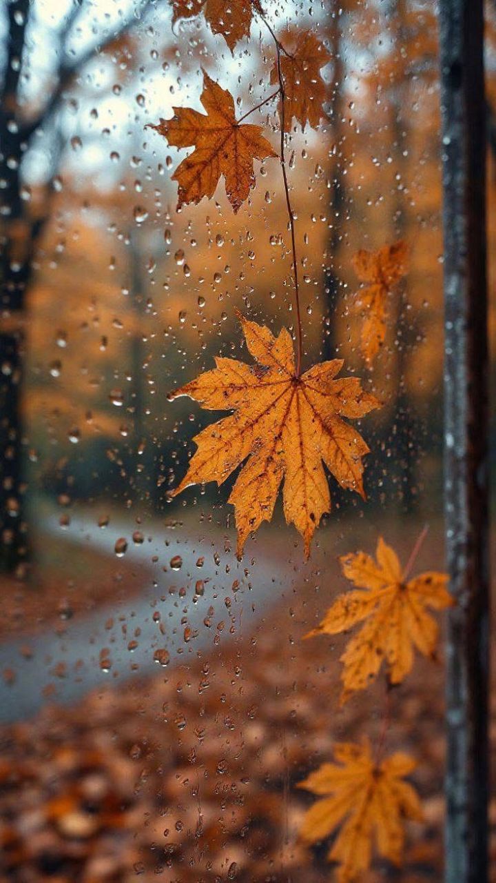 Падают медленно листья