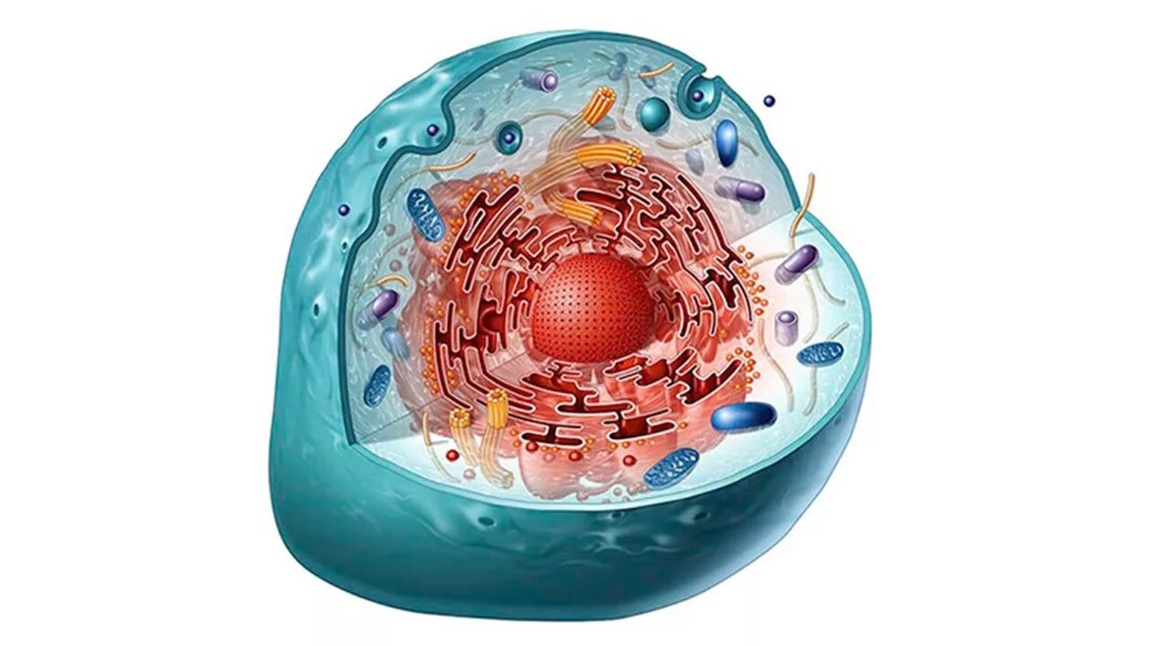 Помилуй нас, Господи...