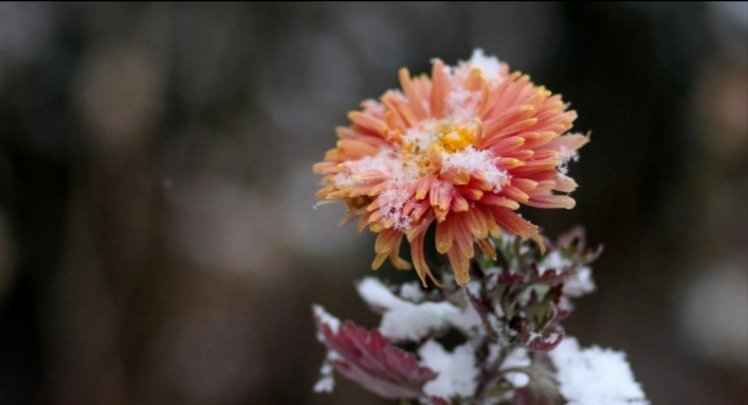 Горловское городское