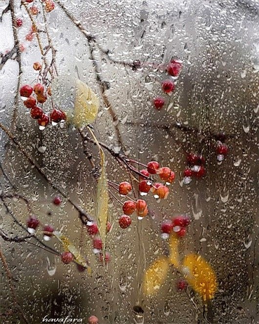 Утро ноября