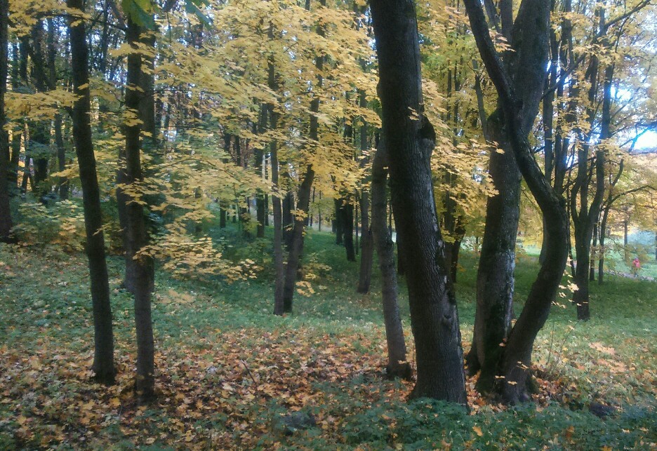 Горбатый ствол и ствол прямой...