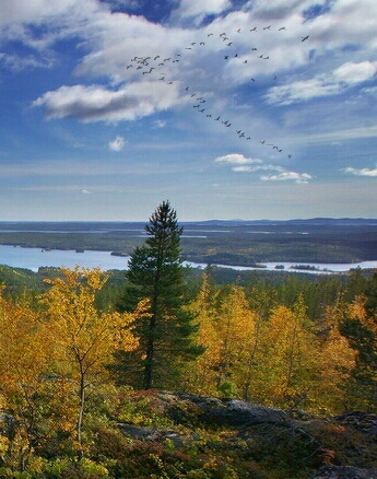 Лесные тракты