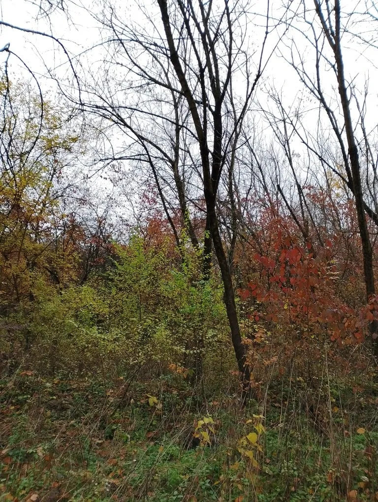 Бесшумно падает осенний лист