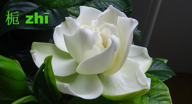 Символ ноября. Рубаи