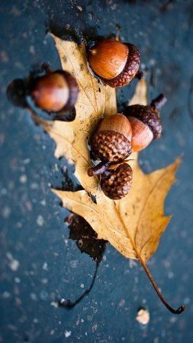 Ветер и жёлуди Шутка