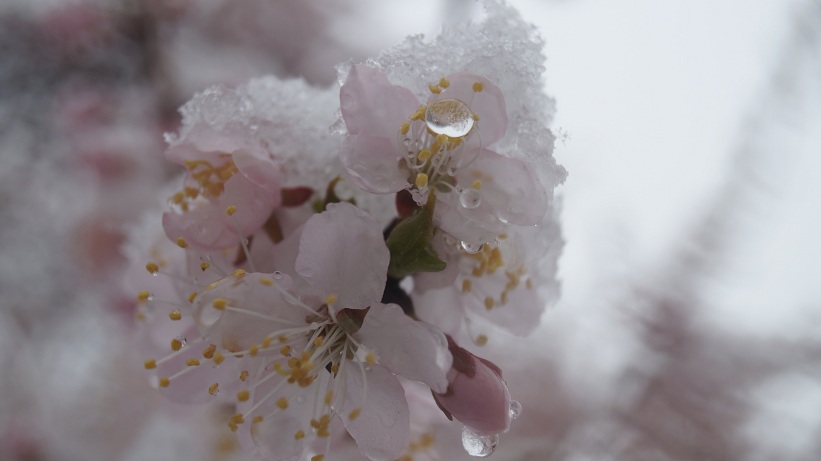 Сибирская Сакура...