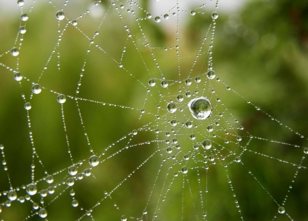 Ветер дует стылый