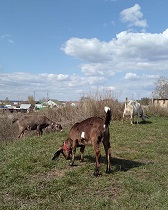 Хитрые козы