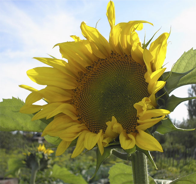 Ах, ух Голосистый петух