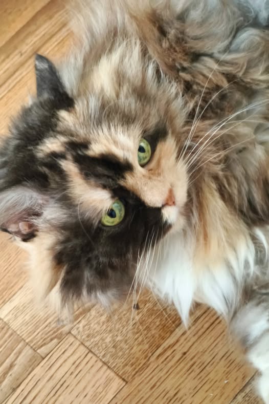 Зеленоглазое Мурлы