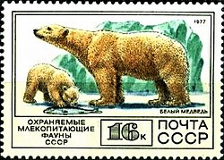 Белые медвежонки