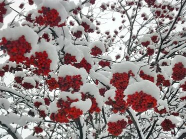 Двоякость...