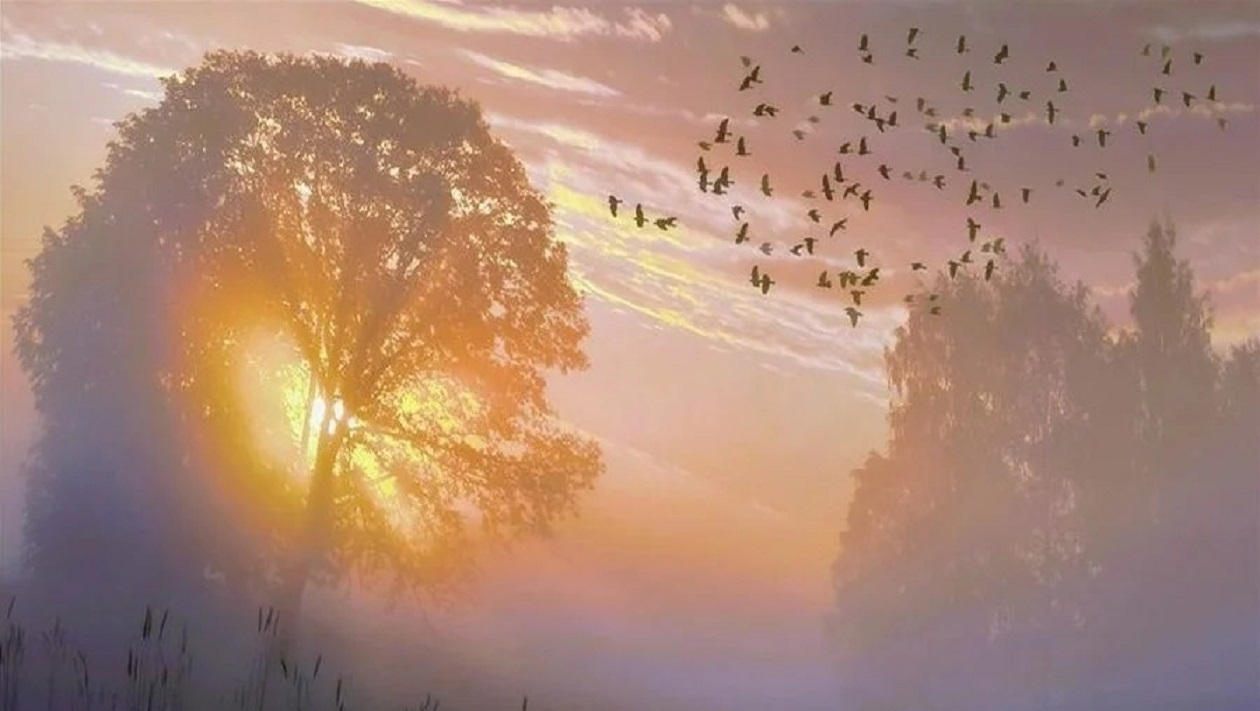 Моих стихов неоперённых стая