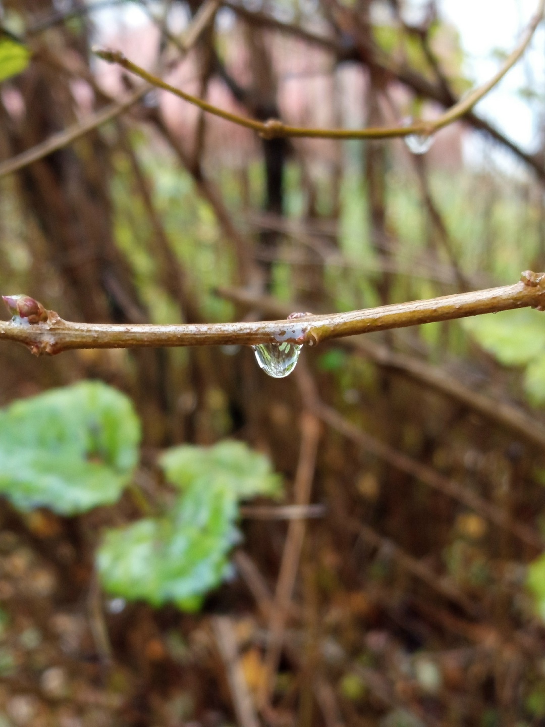 Грустный ноябрь постучался в окно