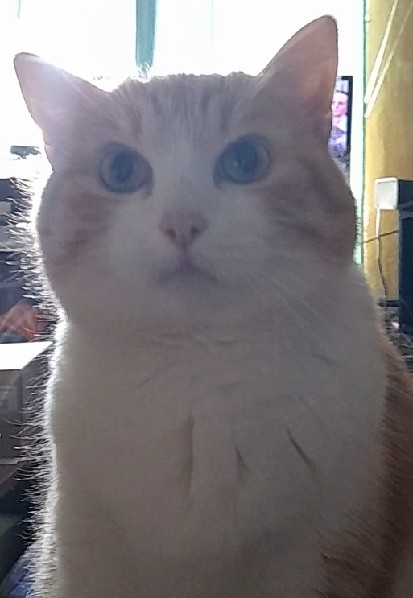 Пушистые ангелы