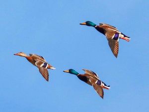 Последняя стая