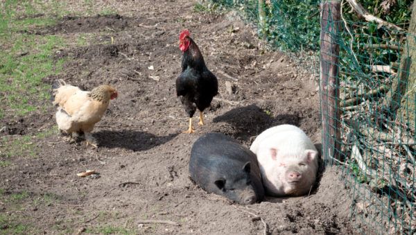 Навозный фантазёр