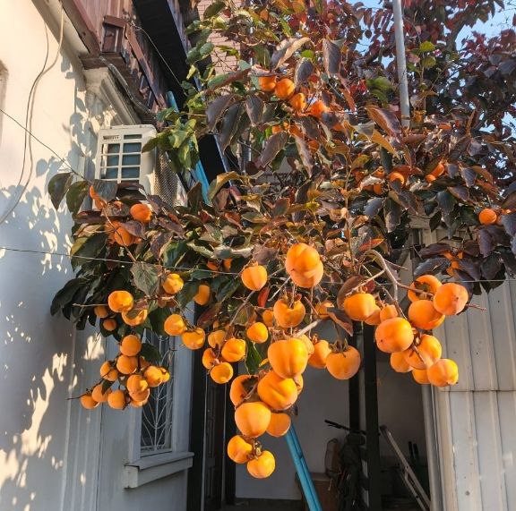 Хурма - осенняя королева