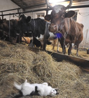 Мычать под нос, вот все права!