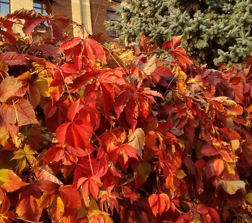 Осенние рифмы под шёпот дождей