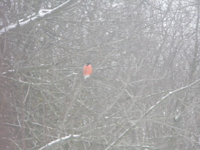 Прыгучесть