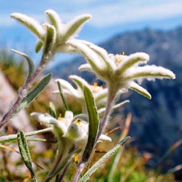 Букет эдельвейсов