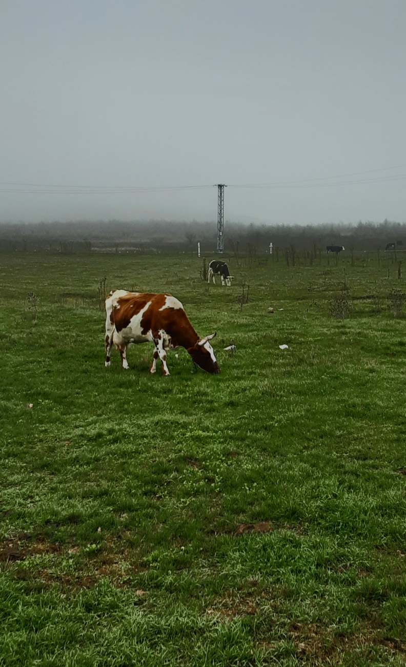 Следы на траве, хайку
