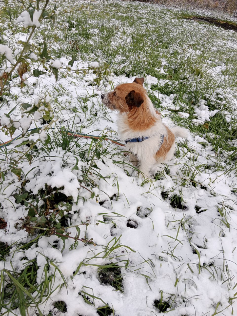 Покрестит осень нас снежком... Катрены