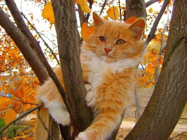 Осень... Осень...