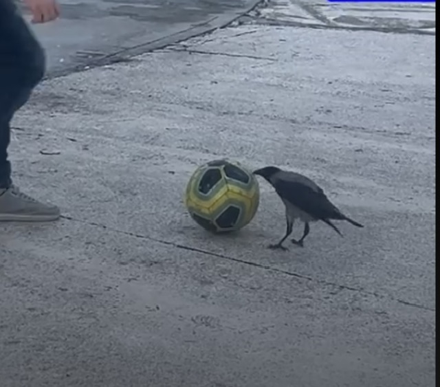 Сказка Воронёнок-футболист