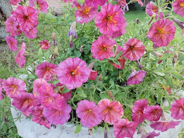 2025г. Чего стесняться, все свои. 1336