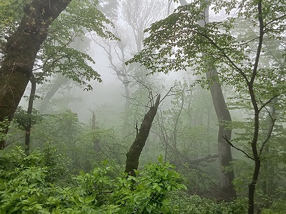 В паутине. ЛА