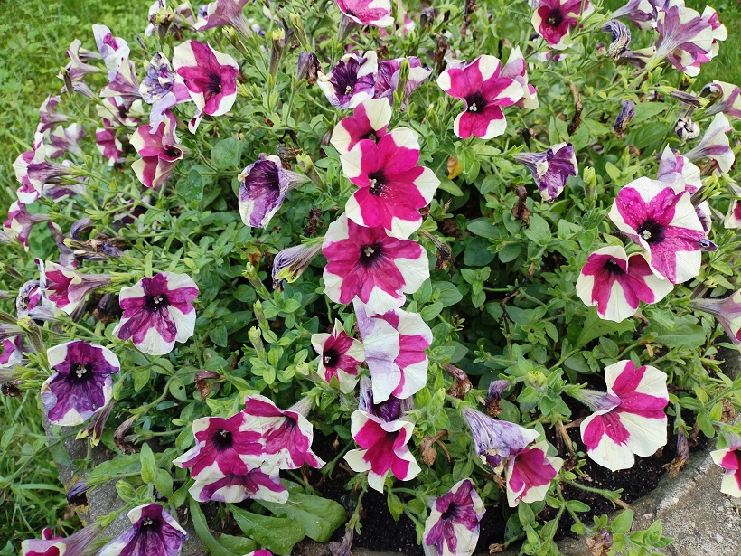 2025г. Зачем так поздно посылать. 1337