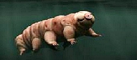 Советую друзьям реинкарнацию в Tardigrada..