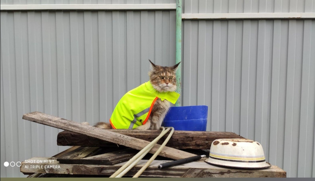 Куда я еду в этом противне?