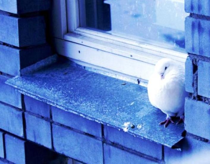 Шестое ноября... Тетраптих