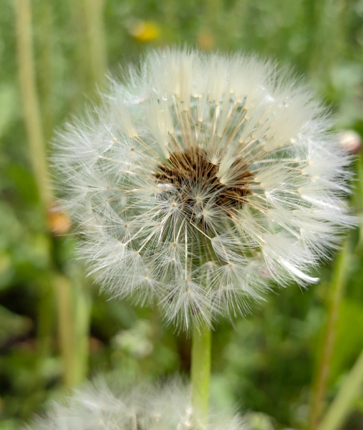 Одуванчик