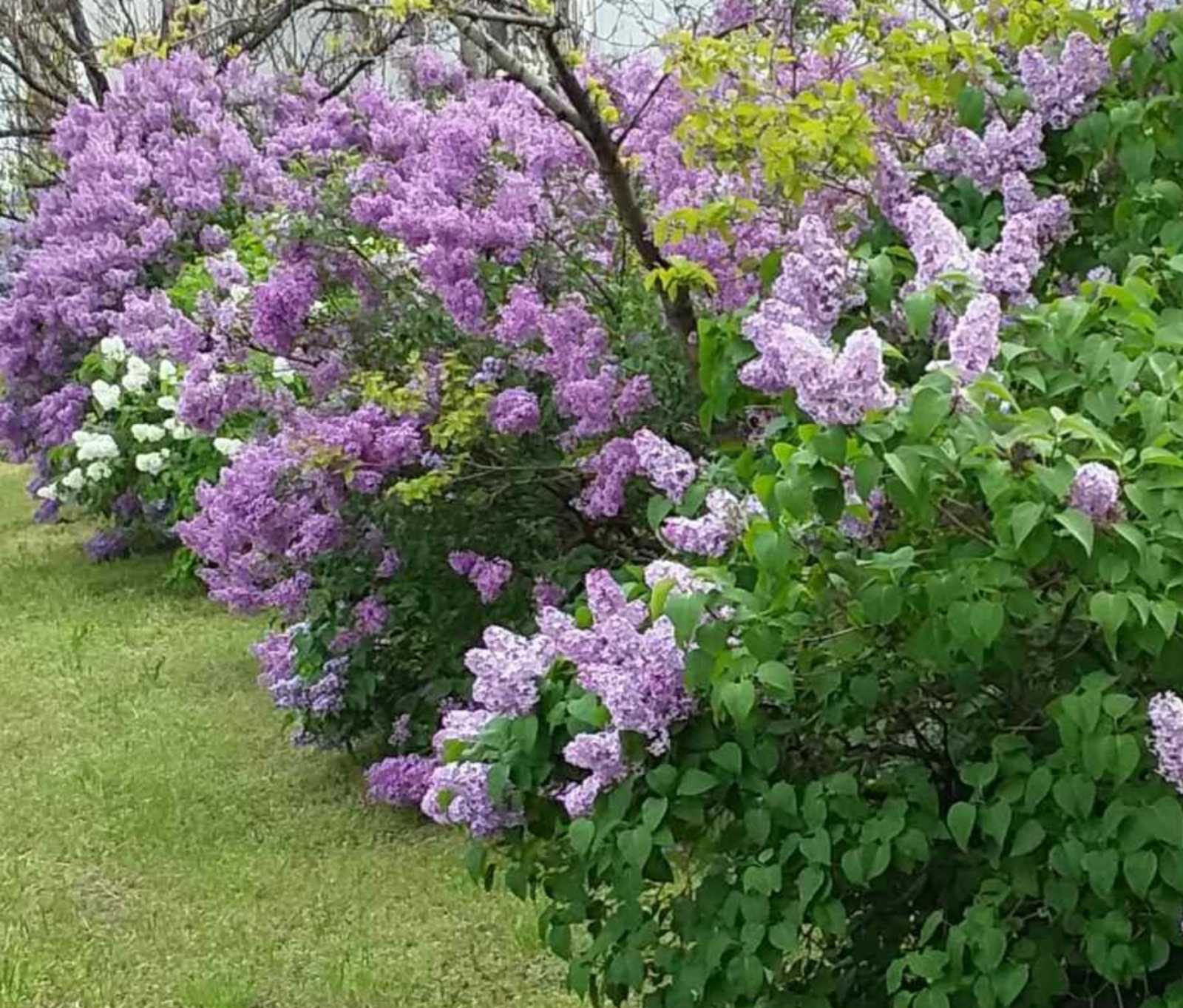 Забытый сиреневый май