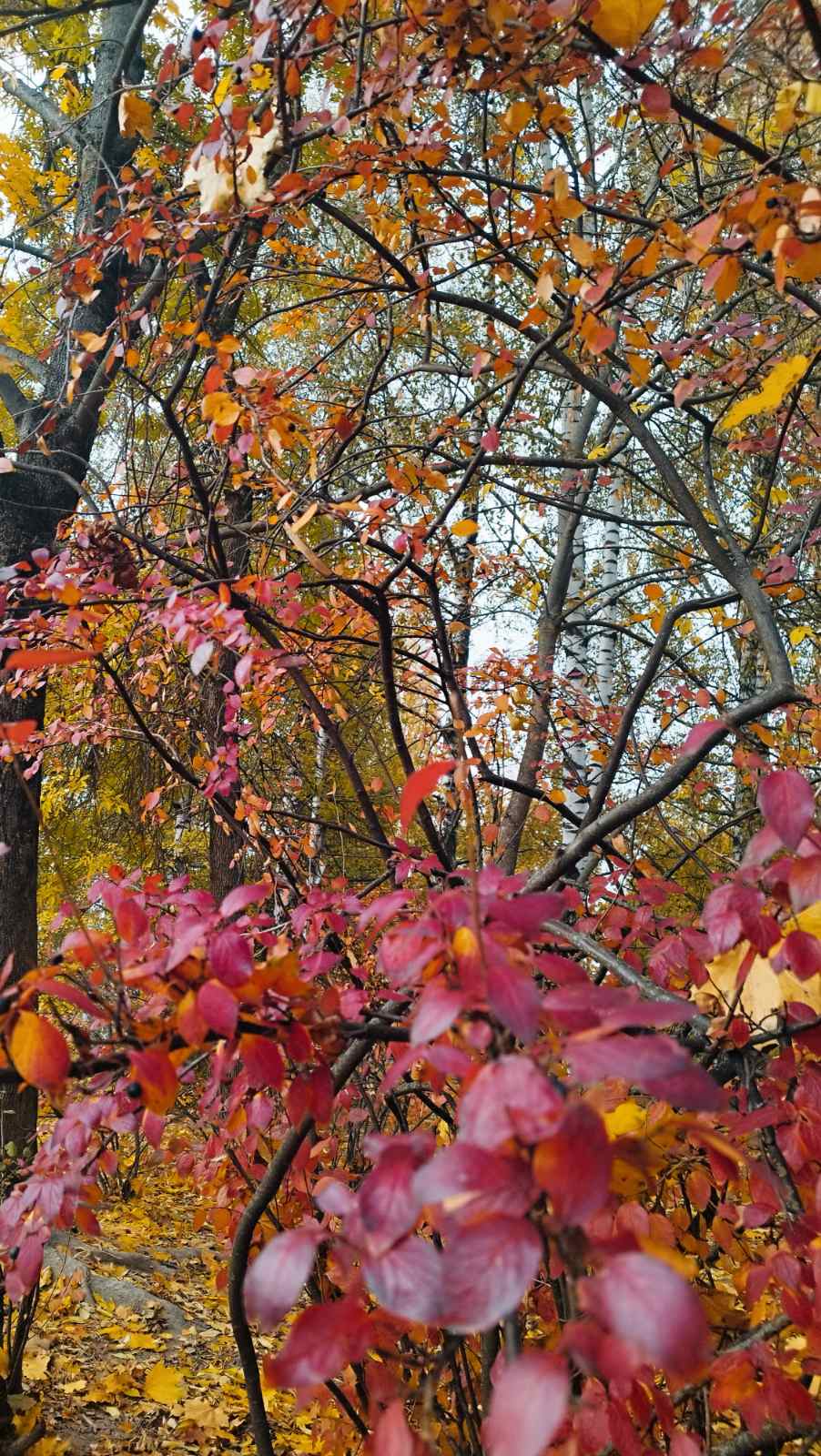 твой красный лес...